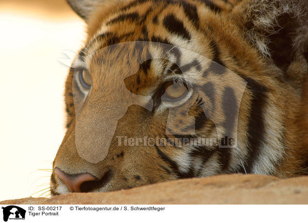 Tiger Portrait / tiger Portrait / SS-00217