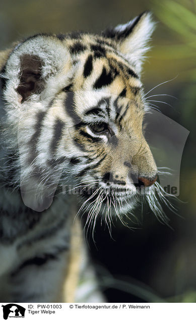 Tiger Welpe / tiger pup / PW-01003