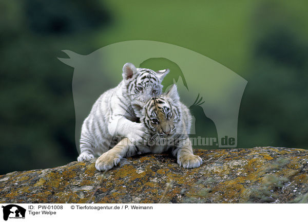 Tiger Welpe / PW-01008
