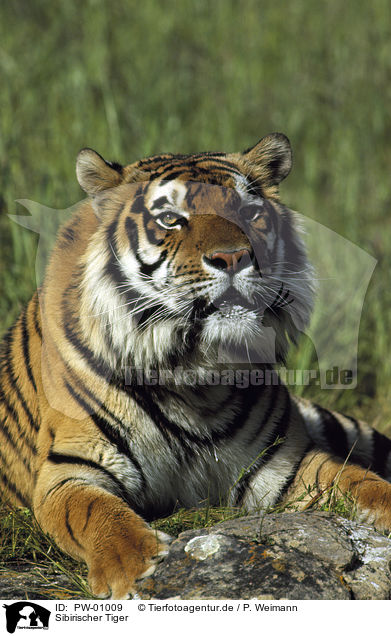 Sibirischer Tiger / PW-01009