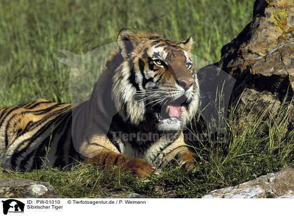 Sibirischer Tiger / PW-01010