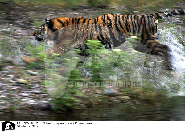 Sibirischer Tiger / Siberian Tiger / PW-01012