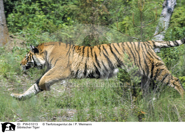 Sibirischer Tiger / Siberian Tiger / PW-01013