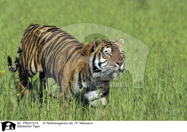Sibirischer Tiger / PW-01014