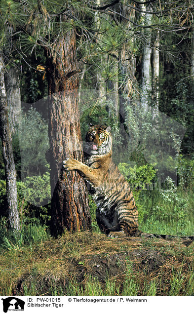 Sibirischer Tiger / Siberian Tiger / PW-01015