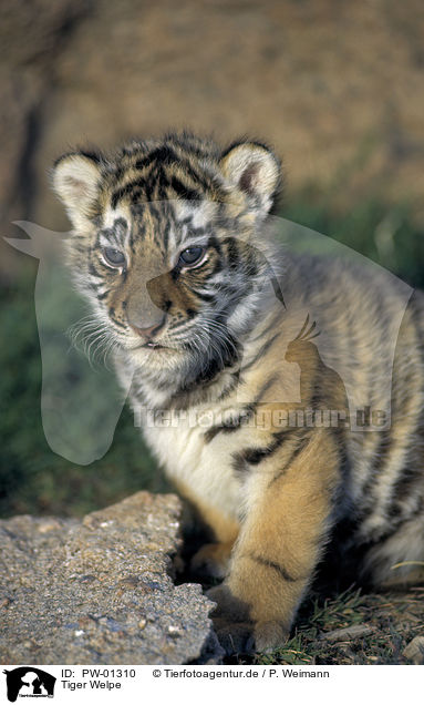 Tiger Welpe / tiger pup / PW-01310
