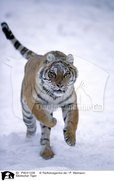 Sibirischer Tiger / Siberian Tiger / PW-01336