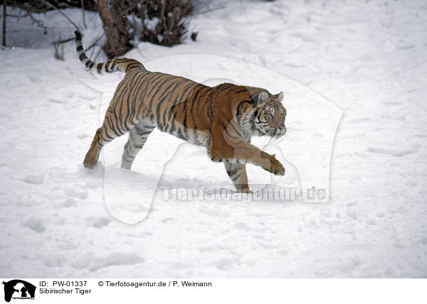 Sibirischer Tiger / Siberian Tiger / PW-01337