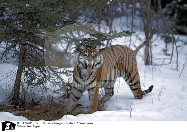 Sibirischer Tiger / PW-01339