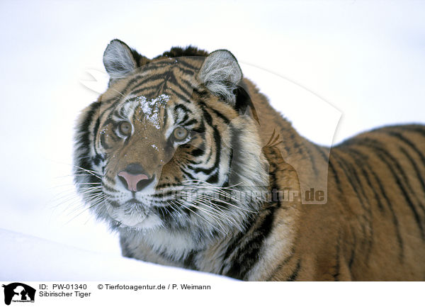 Sibirischer Tiger / Siberian Tiger / PW-01340
