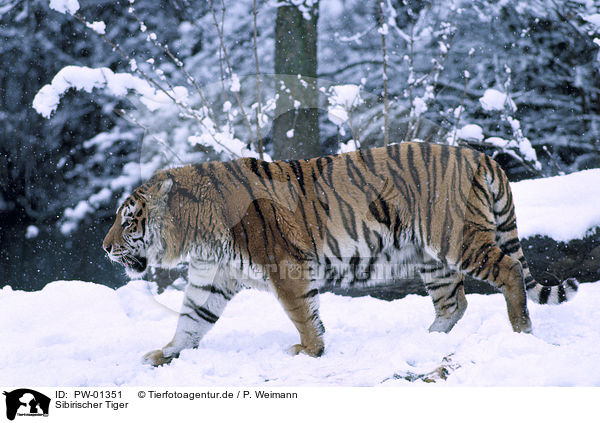 Sibirischer Tiger / Siberian Tiger / PW-01351