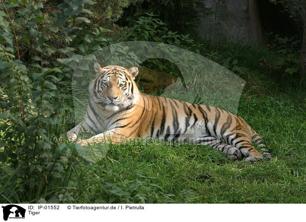 Tiger / Tiger / IP-01552