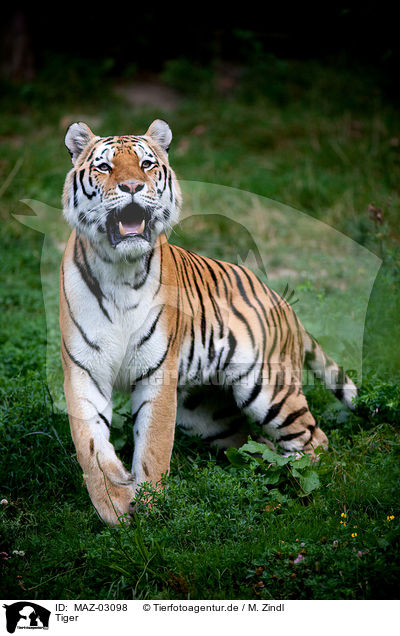 Tiger / MAZ-03098