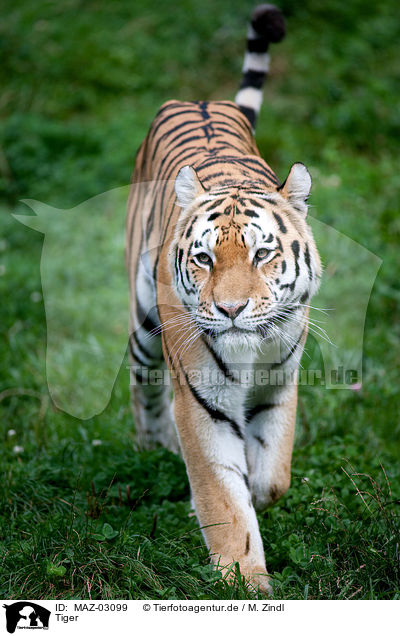 Tiger / MAZ-03099