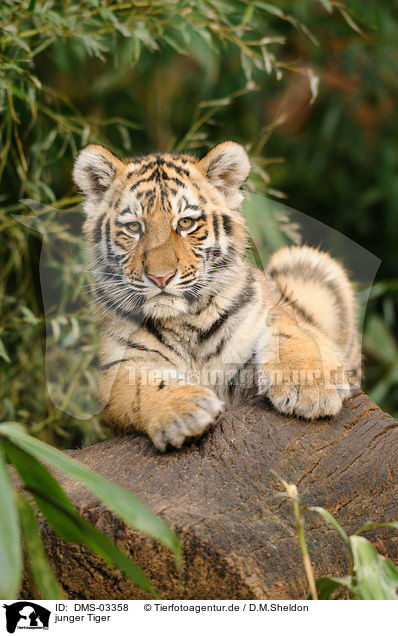 junger Tiger / young tiger / DMS-03358