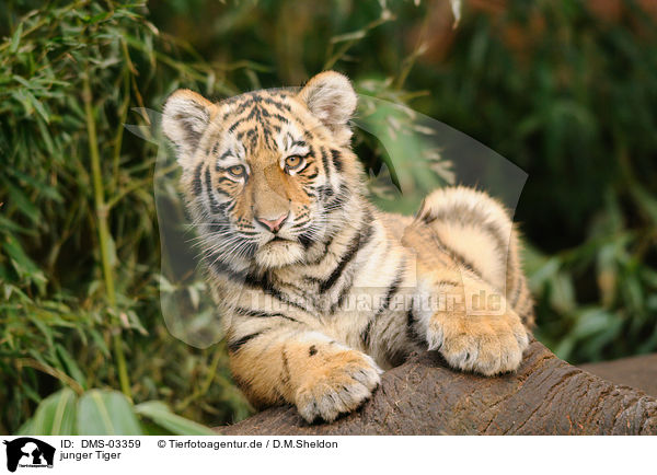 junger Tiger / DMS-03359