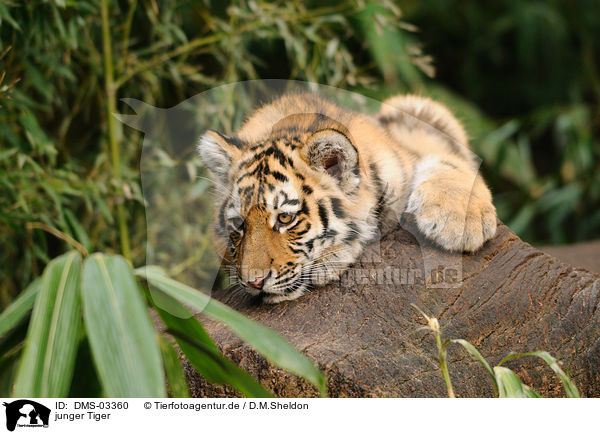 junger Tiger / DMS-03360