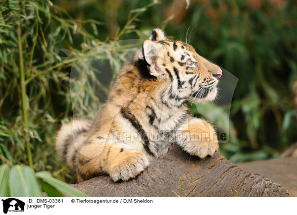 junger Tiger / young tiger / DMS-03361