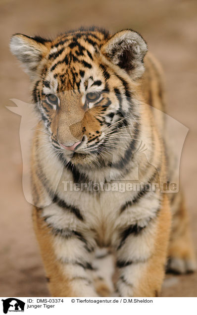 junger Tiger / young tiger / DMS-03374