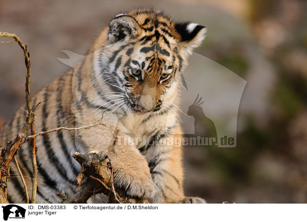junger Tiger / DMS-03383