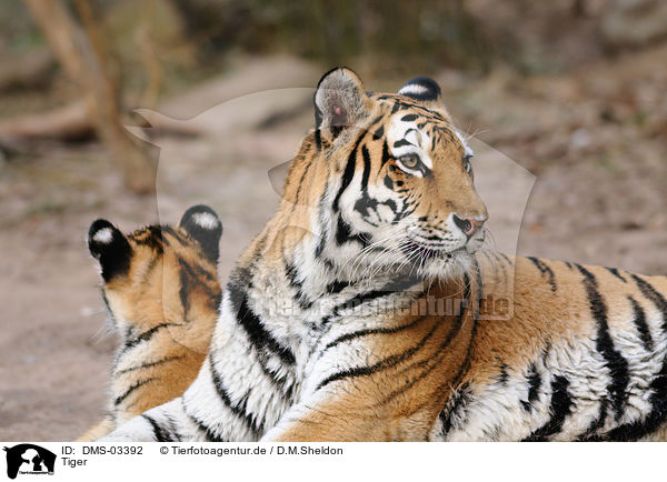 Tiger / tigers / DMS-03392