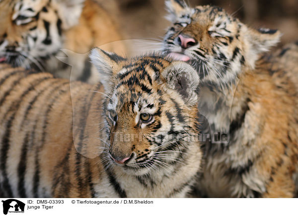 junge Tiger / young tigers / DMS-03393