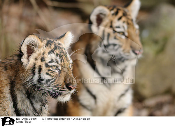 junge Tiger / young tigers / DMS-03401