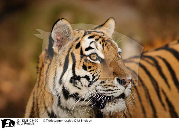 Tiger Portrait / Tiger Portrait / DMS-03405