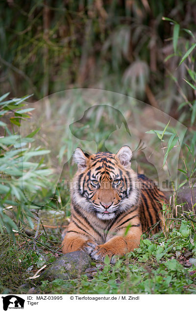 Tiger / Tiger / MAZ-03995
