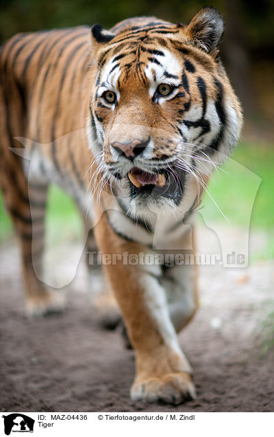 Tiger / Tiger / MAZ-04436