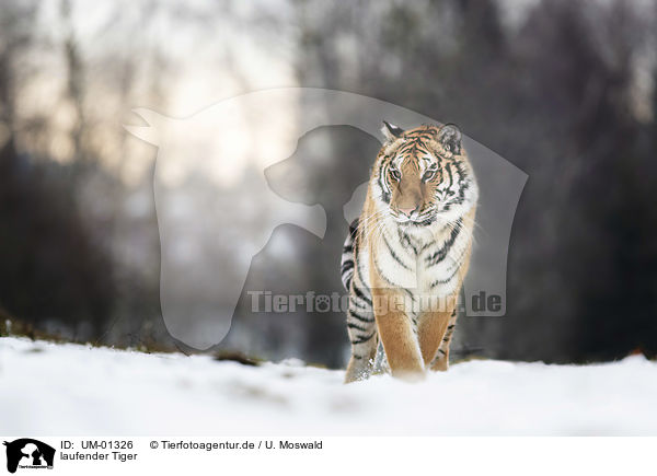 laufender Tiger / walking Tiger / UM-01326