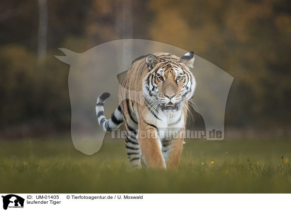 laufender Tiger / UM-01405