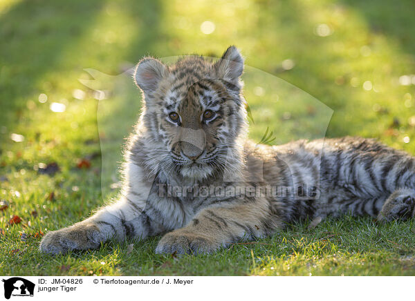 junger Tiger / JM-04826