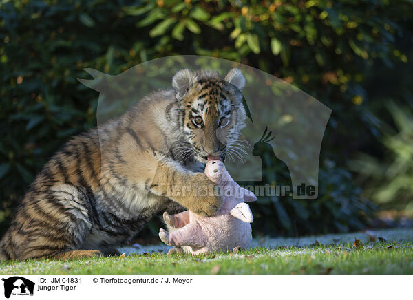 junger Tiger / JM-04831