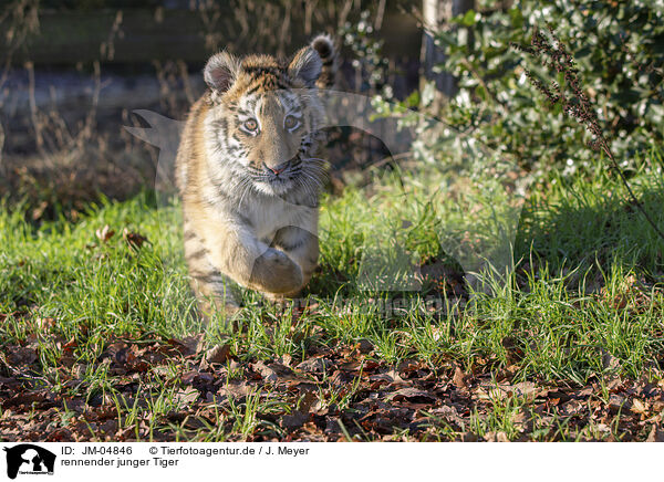 rennender junger Tiger / JM-04846
