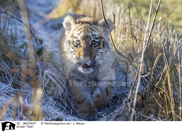 junger Tiger / young Tiger / JM-04847