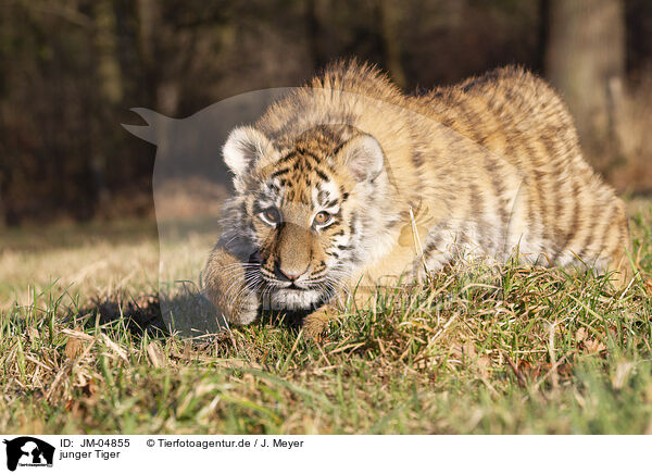 junger Tiger / JM-04855