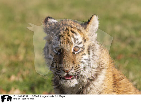 junger Tiger Portrait / Tiger cub portrait / JM-04859