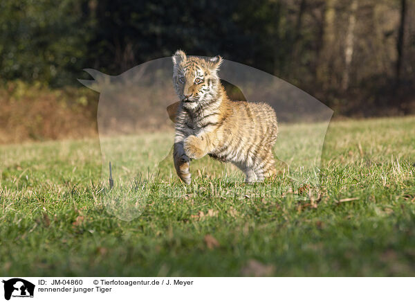 rennender junger Tiger / running Tiger cub / JM-04860