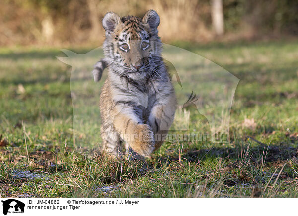 rennender junger Tiger / running Tiger cub / JM-04862
