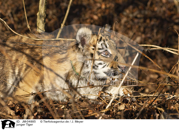 junger Tiger / young Tiger / JM-04885