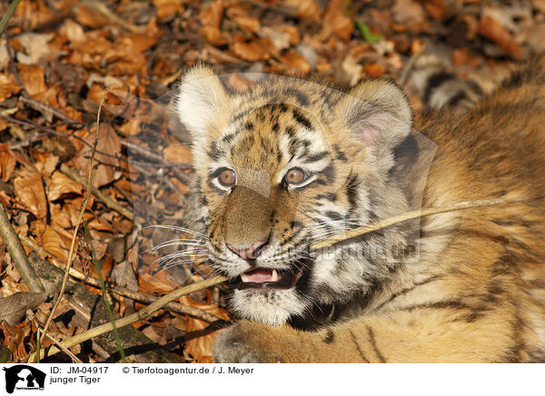 junger Tiger / young Tiger / JM-04917