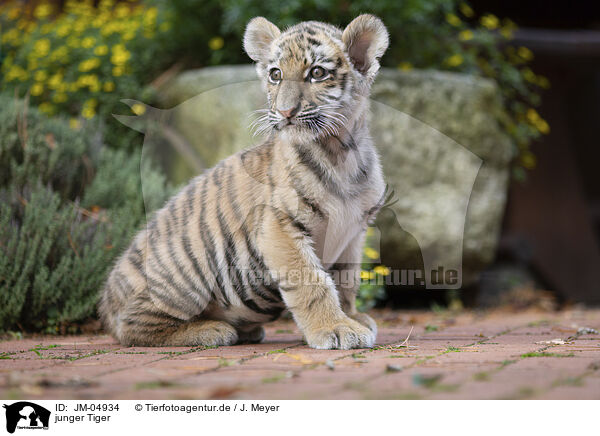 junger Tiger / young Tiger / JM-04934
