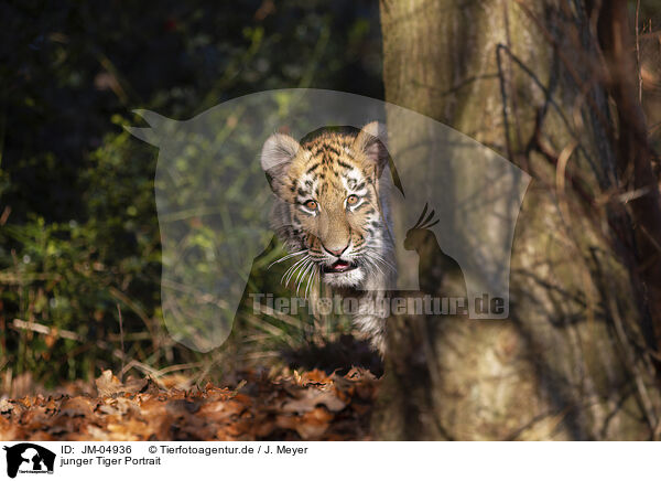 junger Tiger Portrait / JM-04936