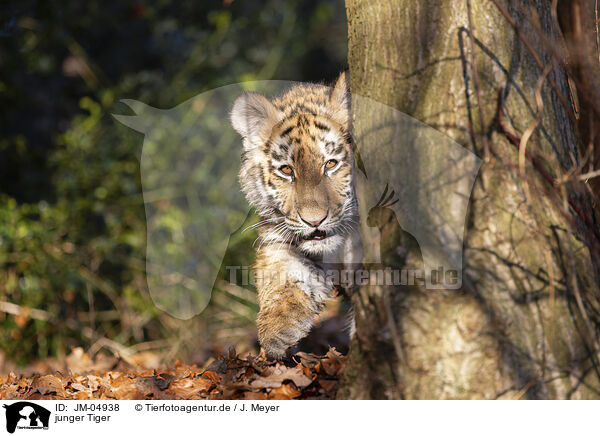 junger Tiger / young Tiger / JM-04938