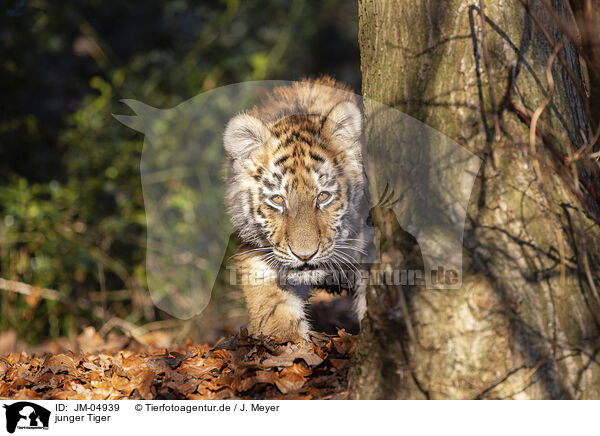 junger Tiger / young Tiger / JM-04939