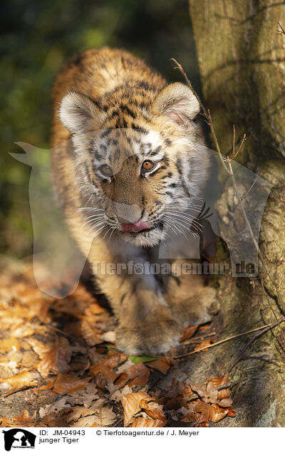 junger Tiger / young Tiger / JM-04943