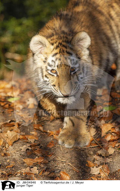 junger Tiger / JM-04946