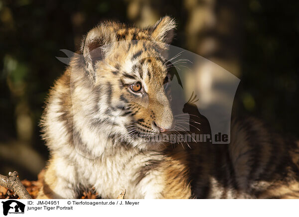 junger Tiger Portrait / JM-04951