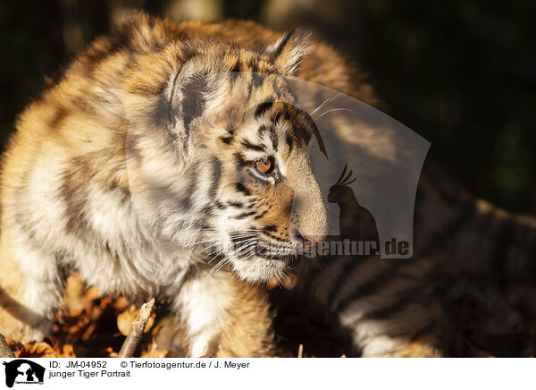 junger Tiger Portrait / JM-04952